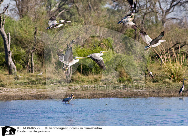 Eastern white pelicans / MBS-02722