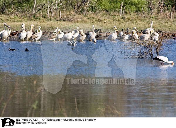 Eastern white pelicans / MBS-02723