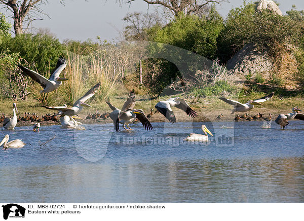 Eastern white pelicans / MBS-02724