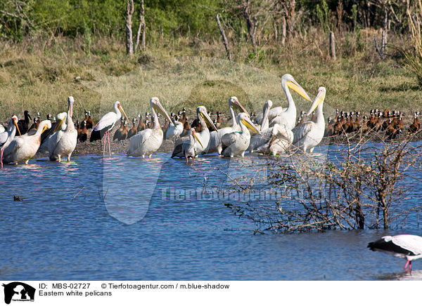 Eastern white pelicans / MBS-02727