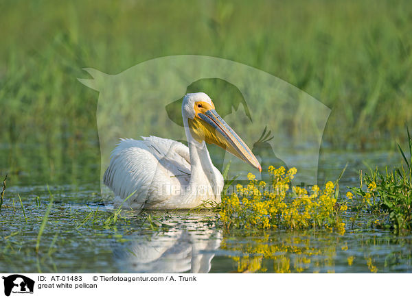 great white pelican / AT-01483