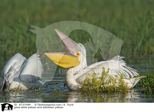 great white pelican and dalmatian pelican / AT-01484