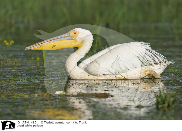 great white pelican / AT-01485