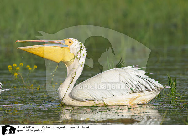 great white pelican / AT-01486