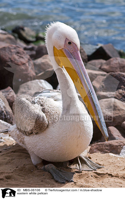 eastern white pelican / MBS-06106