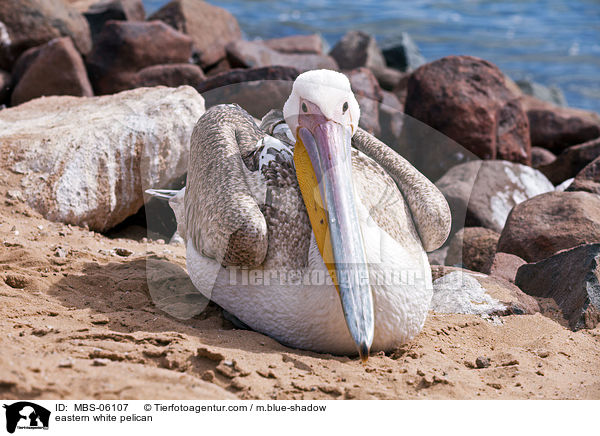 eastern white pelican / MBS-06107
