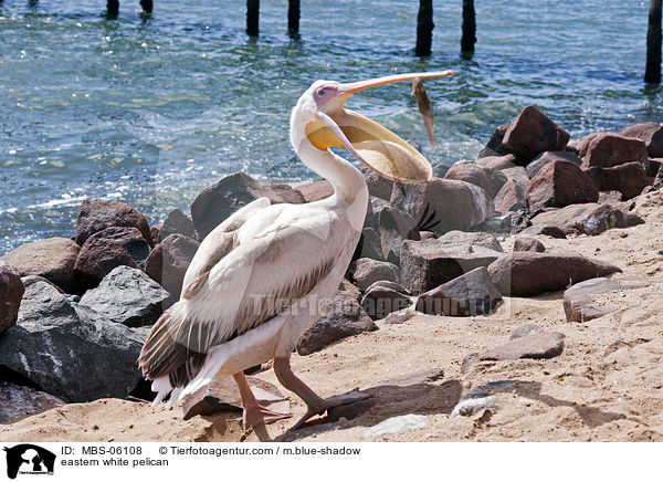 eastern white pelican / MBS-06108