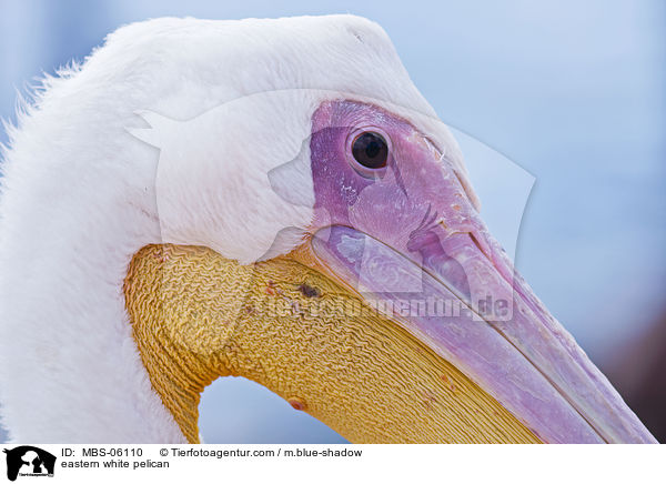 eastern white pelican / MBS-06110