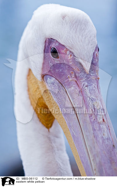 eastern white pelican / MBS-06112