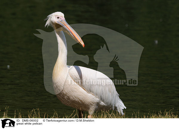 great white pelican / DMS-06002