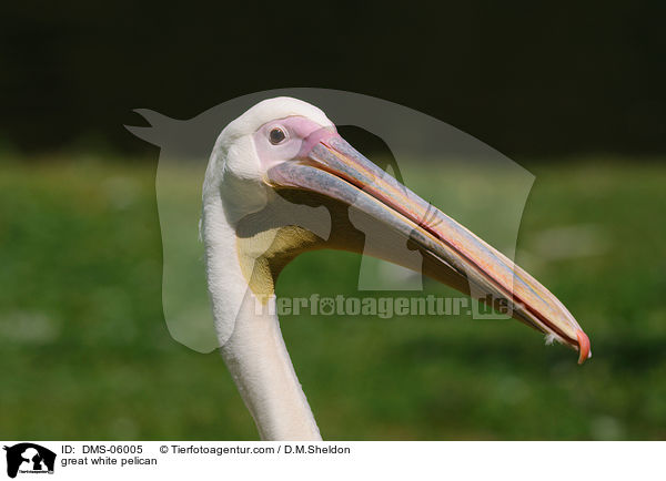 great white pelican / DMS-06005