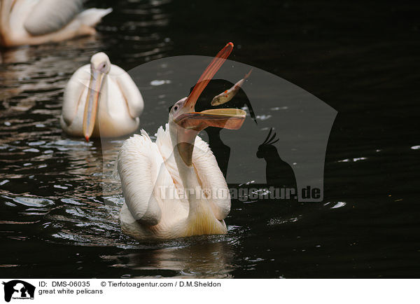 great white pelicans / DMS-06035