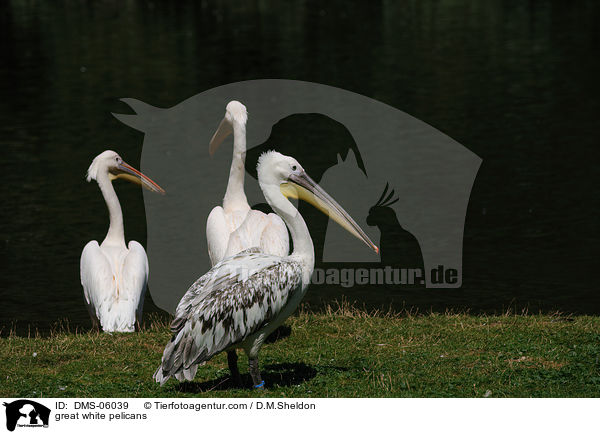 great white pelicans / DMS-06039