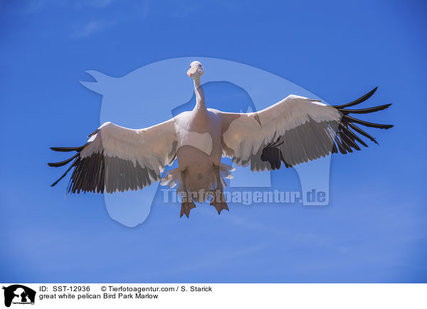 great white pelican Bird Park Marlow / SST-12936