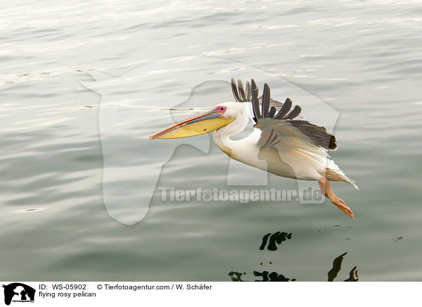 flying rosy pelican / WS-05902