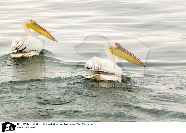 rosy pelicans / WS-05904