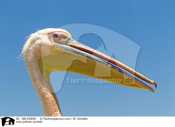 rosy pelican portrait / WS-05908