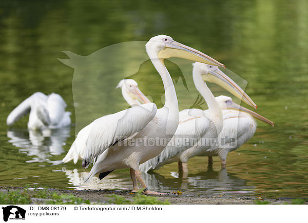 rosy pelicans / DMS-08179