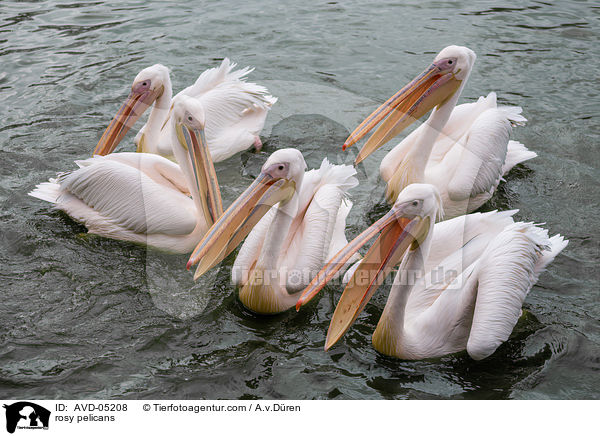 rosy pelicans / AVD-05208