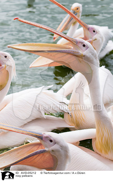 rosy pelicans / AVD-05212