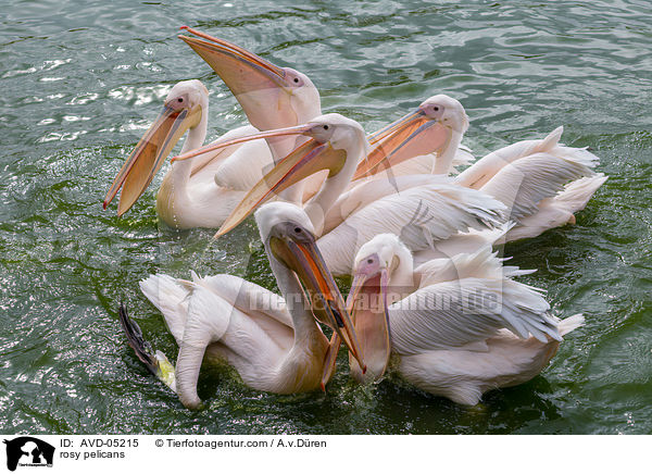 rosy pelicans / AVD-05215