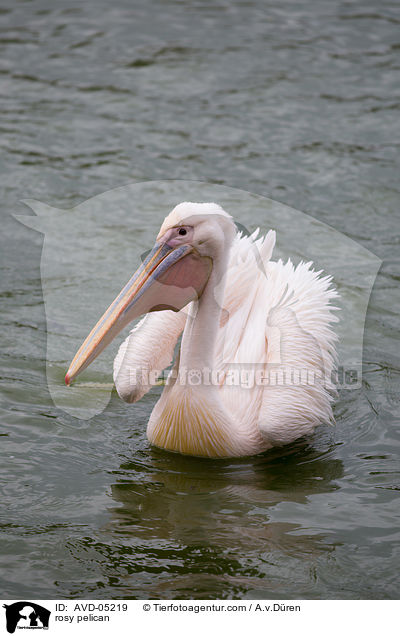 rosy pelican / AVD-05219
