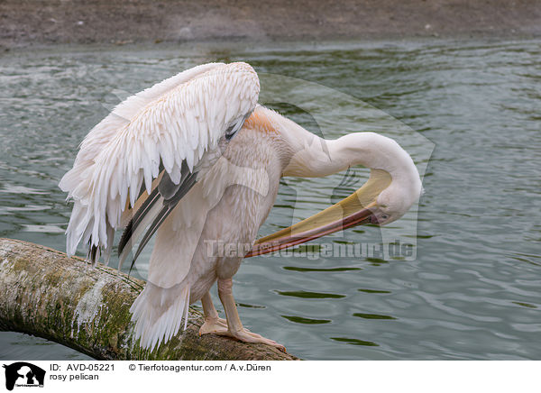 rosy pelican / AVD-05221