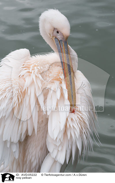 rosy pelican / AVD-05222