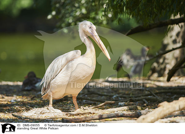 standing Great White Pelican / DMS-09055