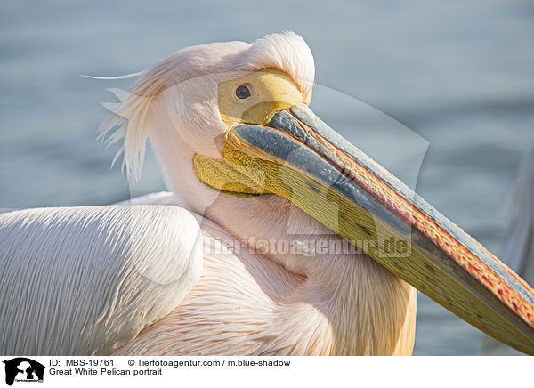 Great White Pelican portrait / MBS-19761