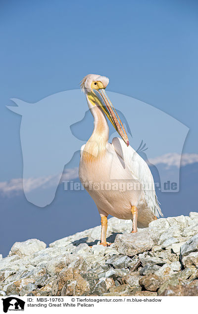 standing Great White Pelican / MBS-19763