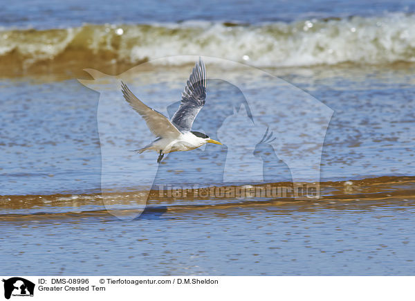 Eilseeschwalbe / Greater Crested Tern / DMS-08996