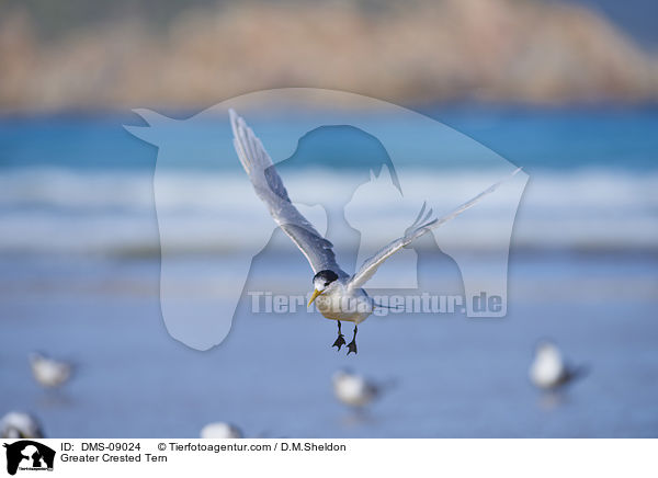 Greater Crested Tern / DMS-09024