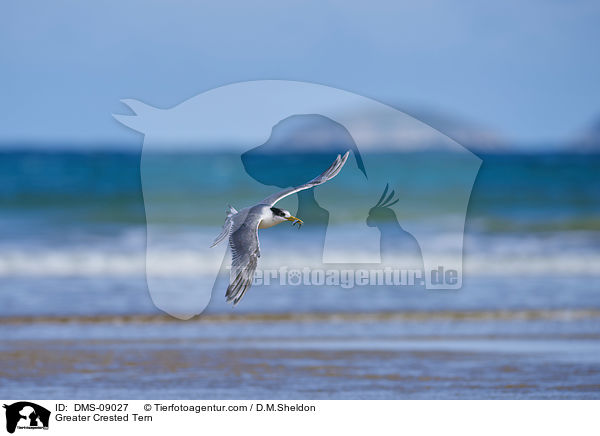 Greater Crested Tern / DMS-09027