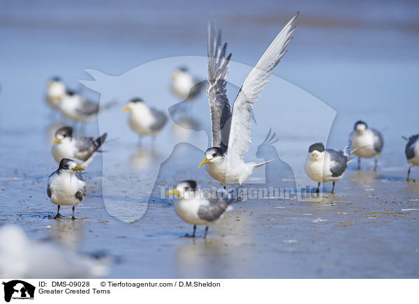 Greater Crested Terns / DMS-09028