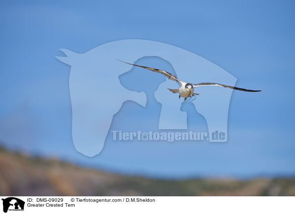 Greater Crested Tern / DMS-09029