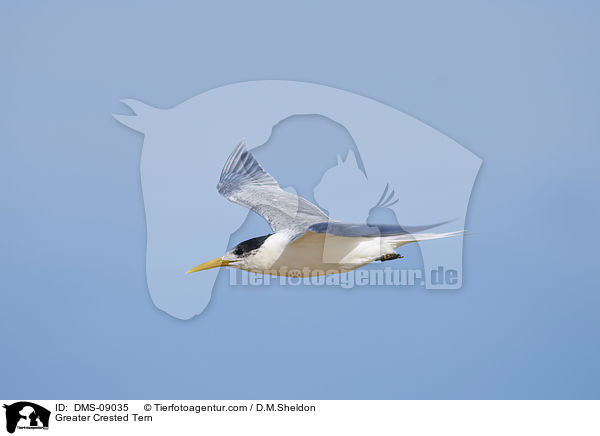 Greater Crested Tern / DMS-09035