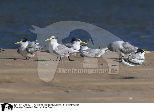 Greater Crested Tern at the Beach / FF-08552
