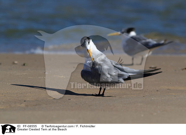 Greater Crested Tern at the Beach / FF-08555