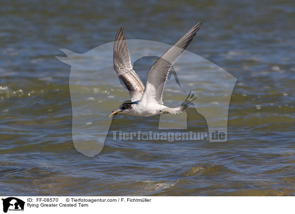 fliegende Eilseeschwalbe / flying Greater Crested Tern / FF-08570