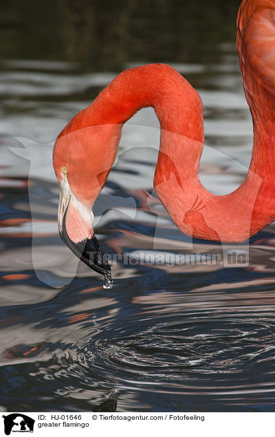greater flamingo / HJ-01646