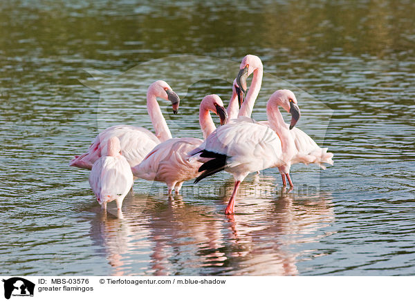 greater flamingos / MBS-03576