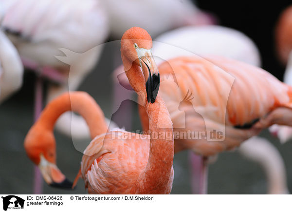 greater flamingo / DMS-06426