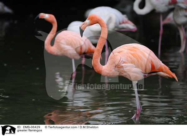 greater flamingos / DMS-06429