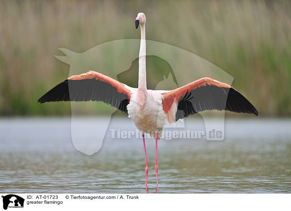 greater flamingo / AT-01723