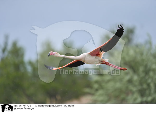 greater flamingo / AT-01725
