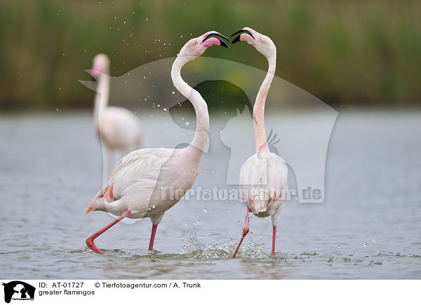greater flamingos / AT-01727