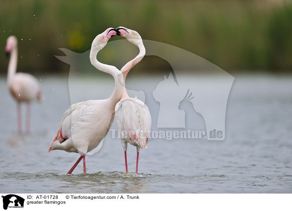 Rosaflamingos / greater flamingos / AT-01728