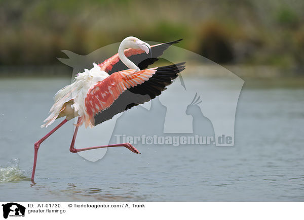 greater flamingo / AT-01730