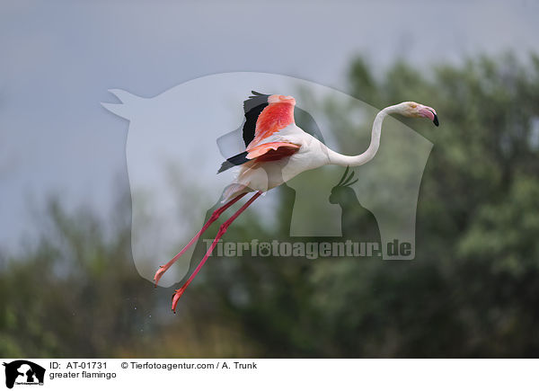 greater flamingo / AT-01731